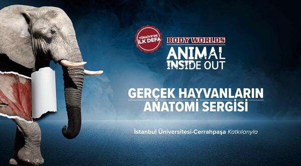 Body Worlds Animal Inside Out – Gerçek Hayvanların Anatomi Sergisi