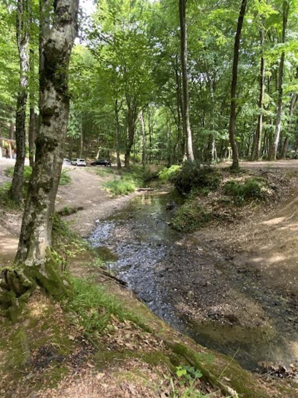 Belgrad ormanı